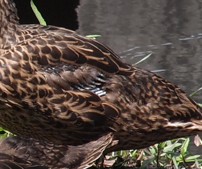 [Side view of just the folded wing area on her left side. Numerous short white shafts are visible coming from two different directions (probably because the wing is folded).]